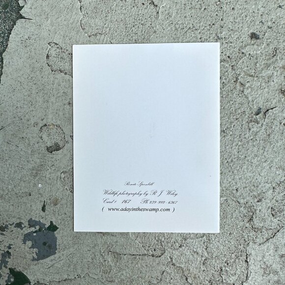 Roseate Spoonbill Bird Notecard by RJ Wiley - Picture 9 of 12